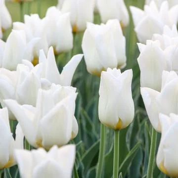 White tulips Stock Photos