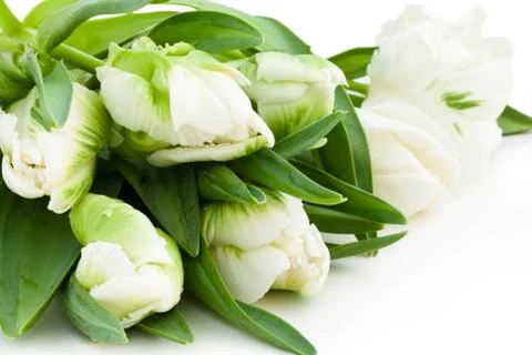 White tulips. Stock Photos