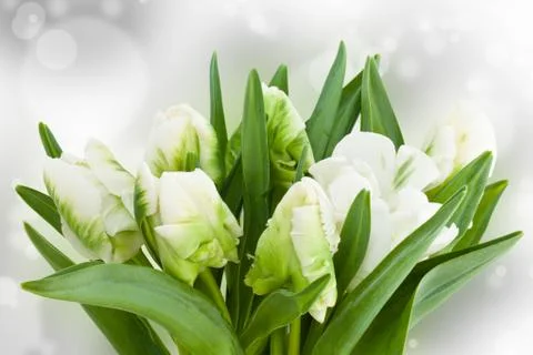 White tulips. Stock Photos