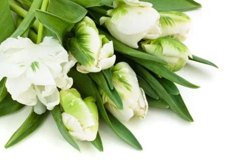White tulips. Stock Photos