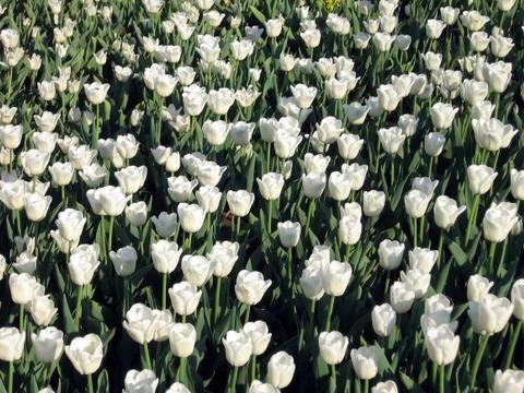 White tulips Stock Photos