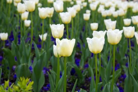 White tulips Stock Photos