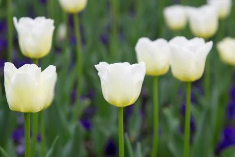 White tulips Stock Photos