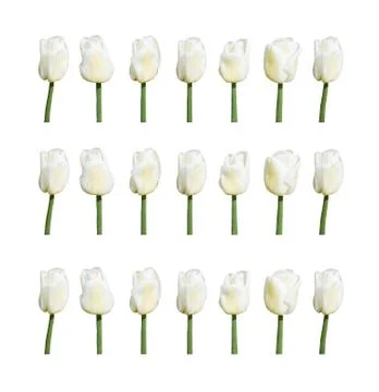 White tulips Stock Photos