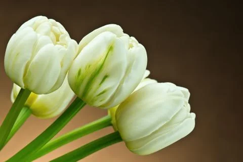 White tulips Stock Photos