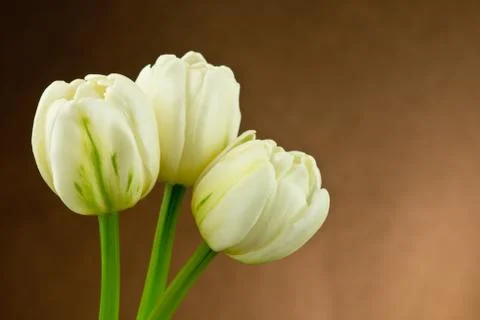 White tulips Stock Photos