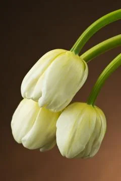 White tulips Stock Photos