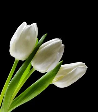 White tulips Stock Photos