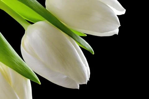 White tulips Stock Photos