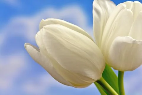 White tulips Stock Photos