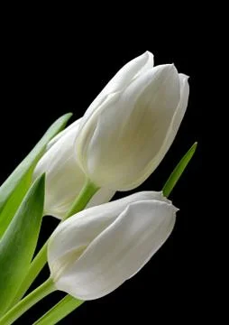 White tulips Stock Photos