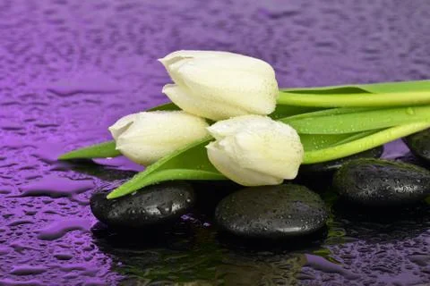 White tulips Stock Photos