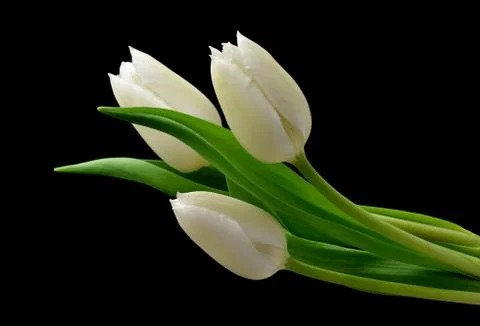 White tulips Stock Photos