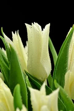White tulips Stock Photos