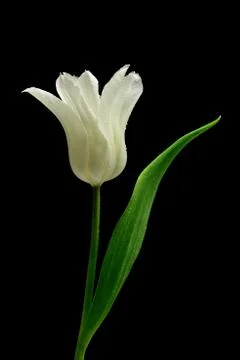 White tulips Stock Photos