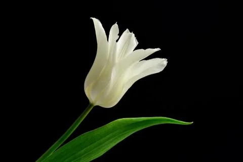 White tulips Stock Photos