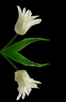 White tulips Stock Photos