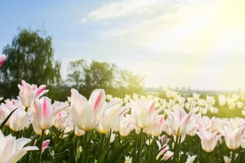 White tulips Foto stock