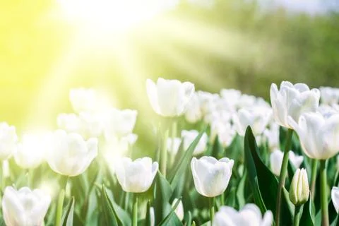 White tulips Stock Photos