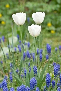 White tulips Stock Photos
