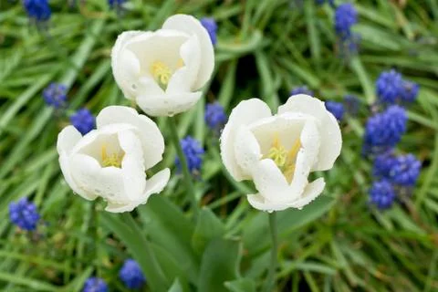 White tulips Foto stock