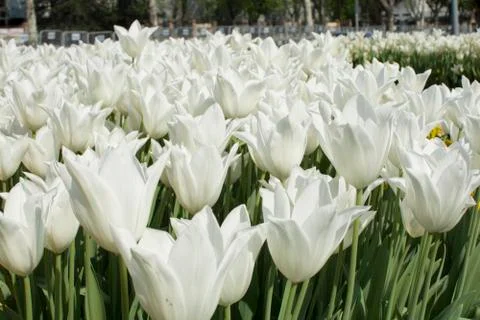 White tulips Stock Photos