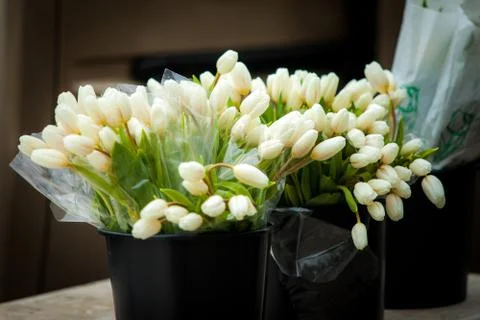White tulips Stock Photos