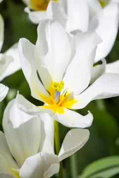 White tulips Stock Photos