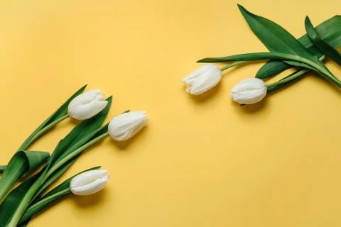 White tulips Foto stock