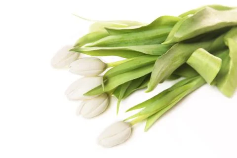 White tulips Stock Photos