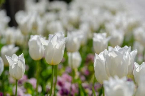White tulips Stock Photos