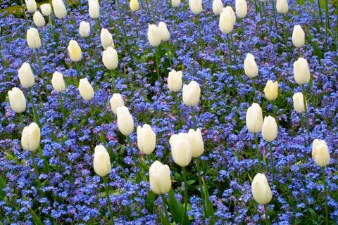 White tulips Stock Photos