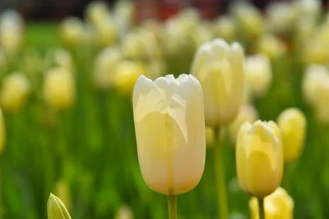 White Tulips Stock Photos
