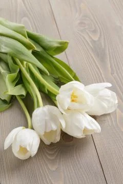 White tulips on rustic wood background 库存照片