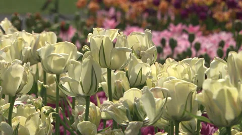 White tulips in spring Stock Footage 38155549