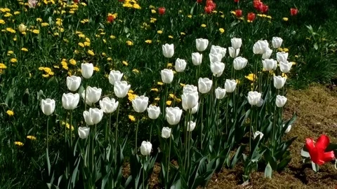 White tulips swaying in the wind. Stock Footage 71042699