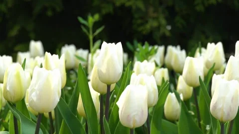 White tulips swaying on wind. Stock-Footage 240324083