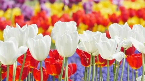 White tulips swaying in wind under sunlight, close-up Stock Footage 204837006
