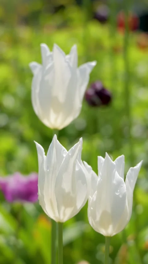 White Tulips Swaying in the Wind vertical video 動画素材 337215045