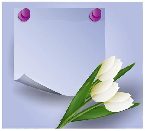 White tulips on a violet background. Illustrazione stock