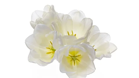 White tulips on white background, close-up. Video stock 150754642