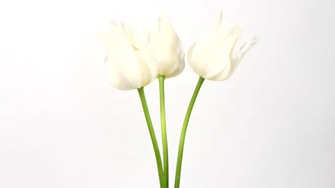White tulips on white background. Rotation 360. Stock Footage 154954530