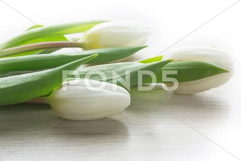 White tulips on wood Stock Photos