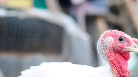 White turkey in a barnyard looks into the camera. Stock Footage 145860140
