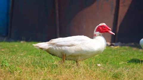 White turkey bird on the grass. Bird is walking. prance walk. lordly bird Stock-Footage 243257828