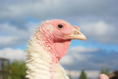 White turkey on blue clouds background outside close up view Stock-Fotos