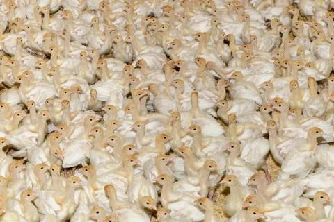 White Turkey Chick Crowd Stock Photos