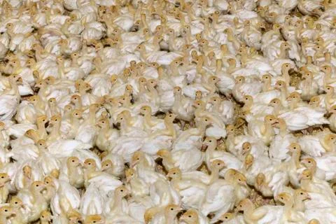 White Turkey Chick Crowd Stock Photos