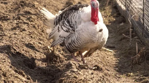 White turkey dancing Stock-Footage 87818287