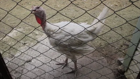 White Turkey In Enclosed Area Being Raised Stock Footage 313673377
